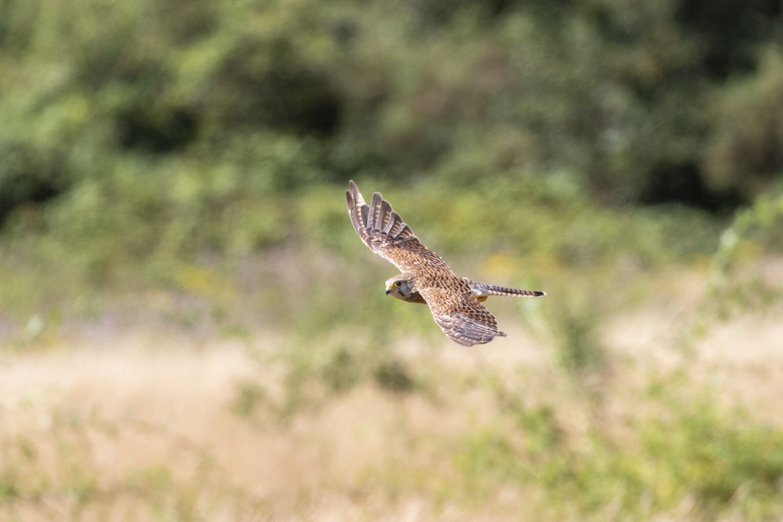 Canon EOS 7D Mark II sample photo. Kestrel, common, bird photography