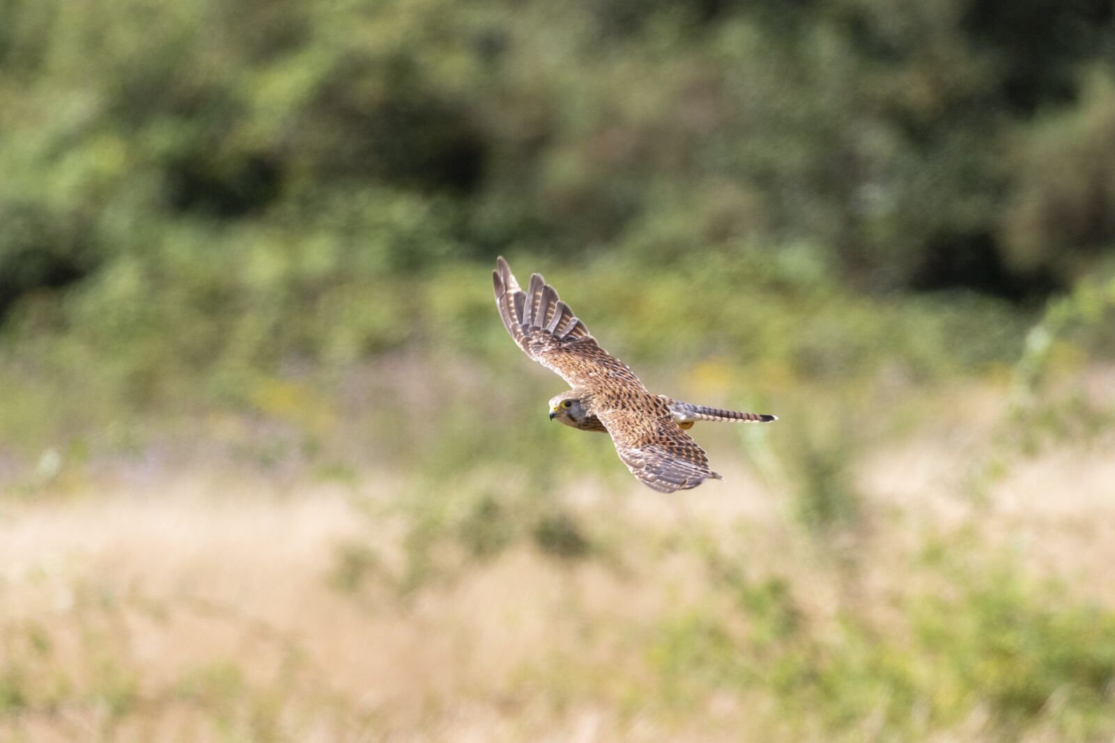 Canon EOS 7D Mark II + Canon EF 100-400mm F4.5-5.6L IS II USM sample photo. Kestrel, common, bird photography