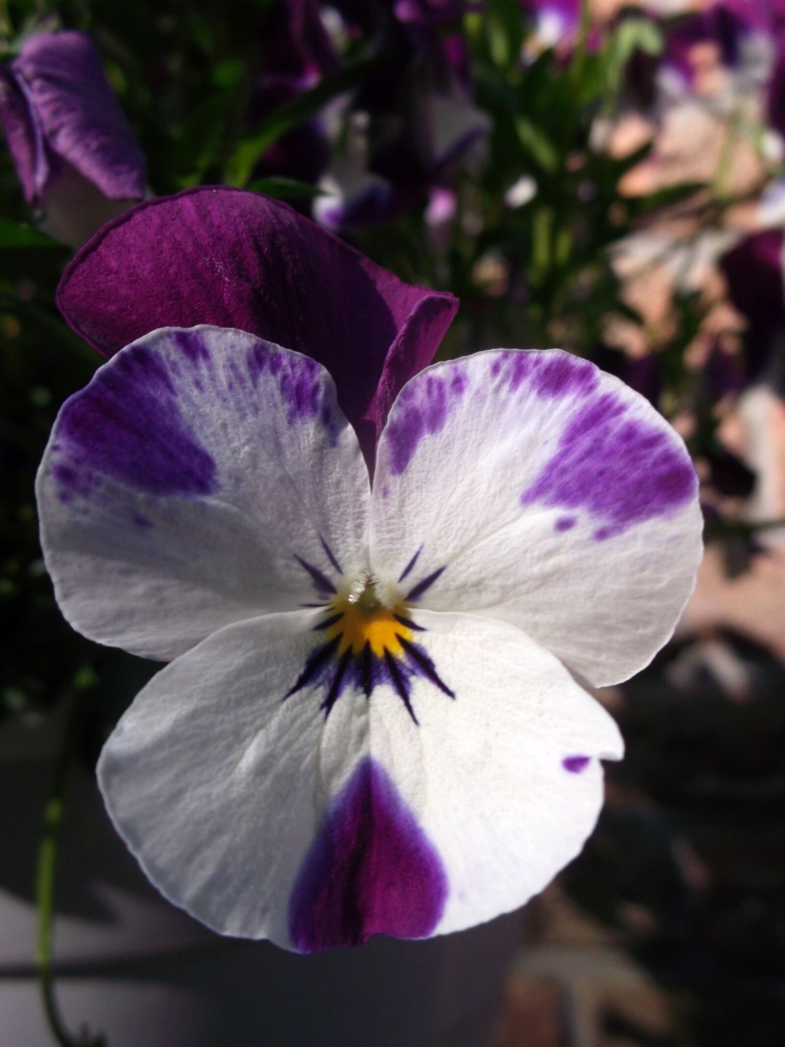 Fujifilm FinePix AX300 sample photo. 400–500, violet-white, violaceae photography