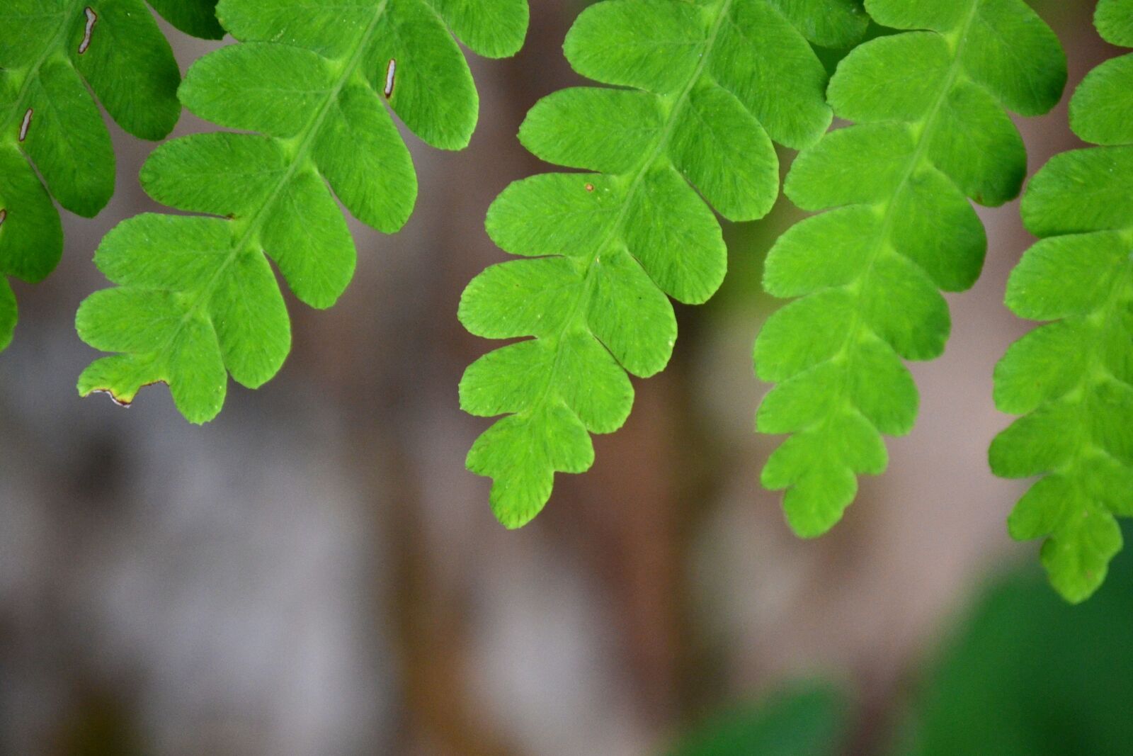 Nikon D3100 sample photo. Fern, frond, green, nature photography