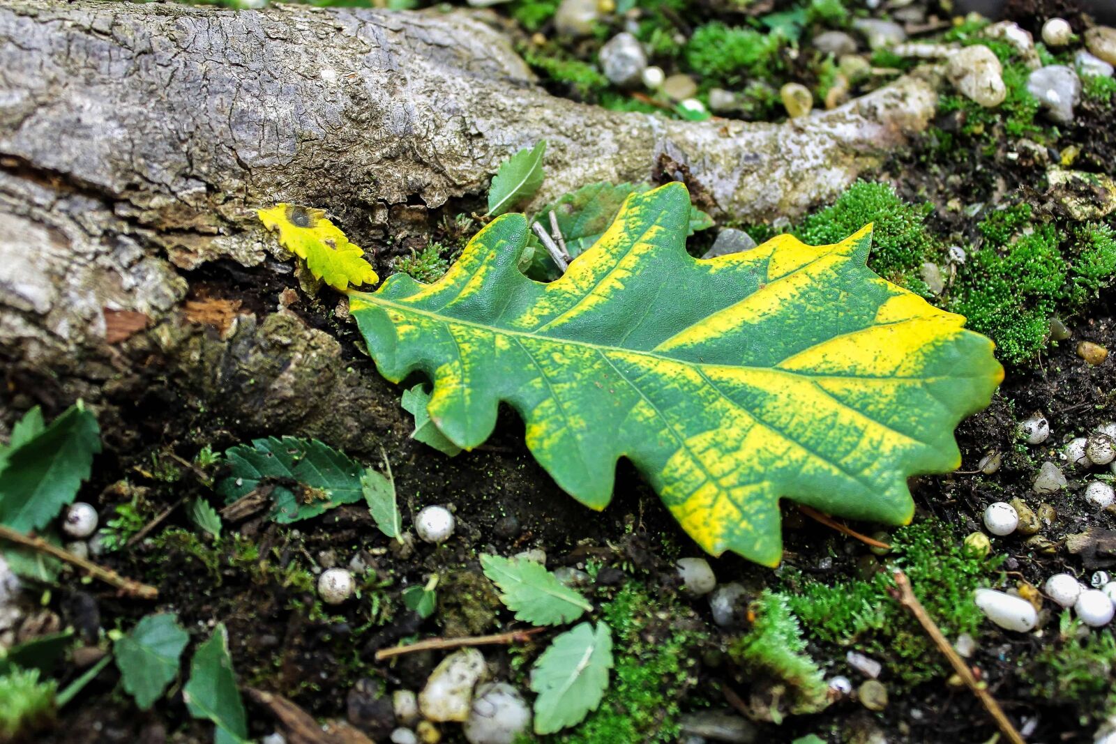 Canon EOS 1100D (EOS Rebel T3 / EOS Kiss X50) sample photo. Wood, leaf, nature, flora photography