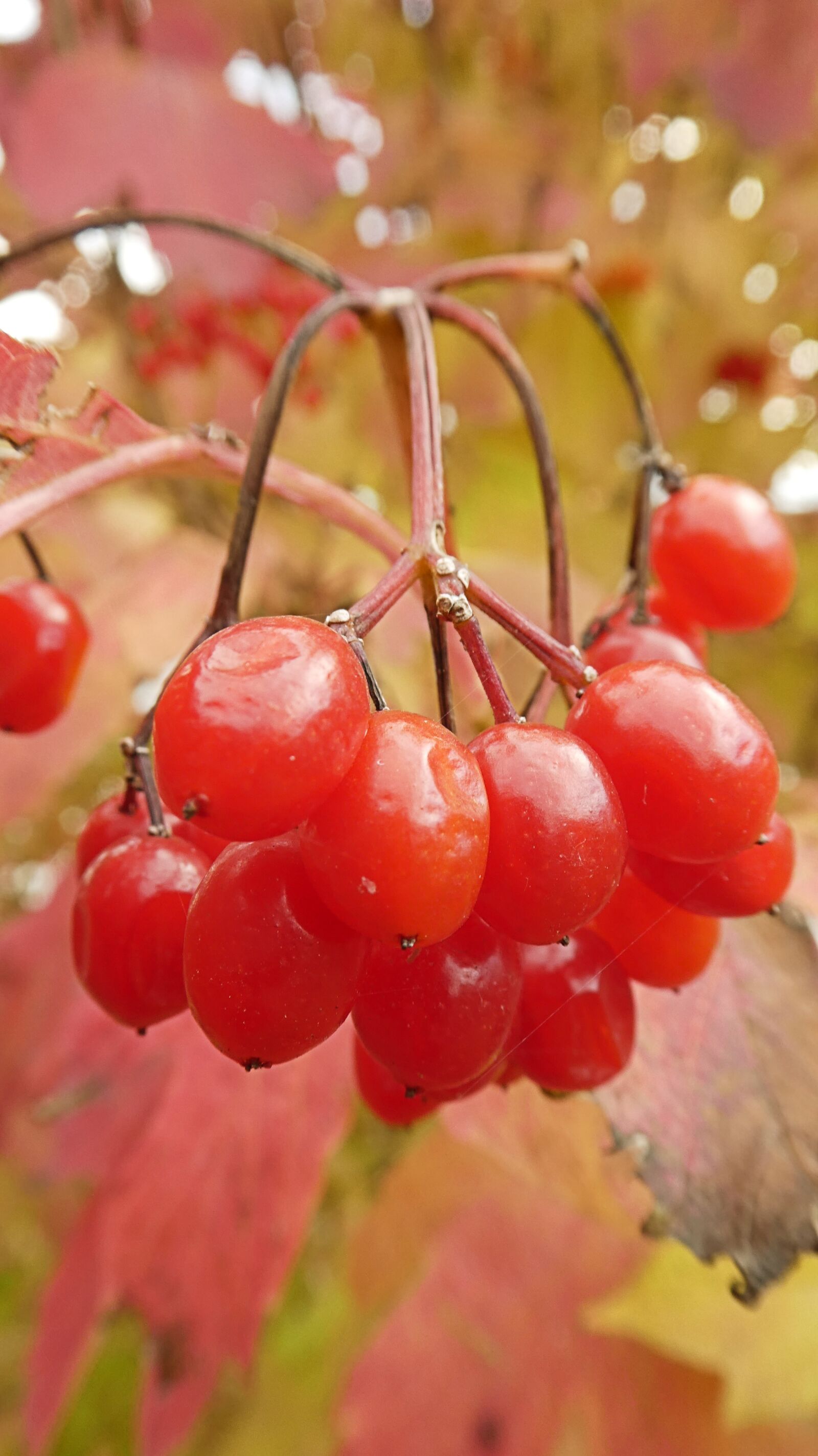 Panasonic DMC-TZ81 sample photo. Autumn, nature, plant photography