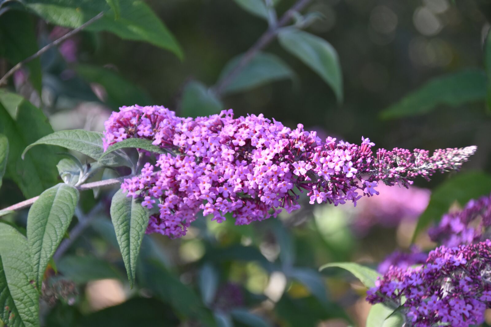 Nikon D5600 sample photo. Flower, flowers of buddleia photography