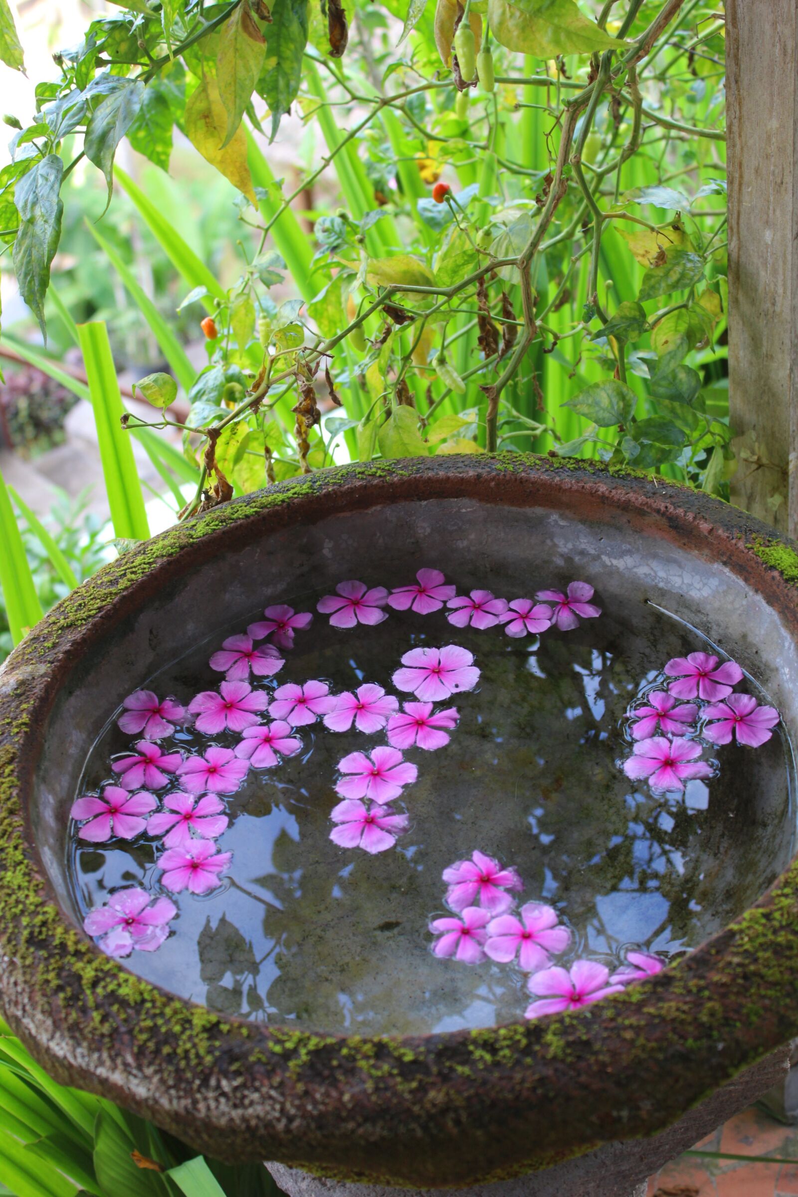 Canon EOS 600D (Rebel EOS T3i / EOS Kiss X5) sample photo. Periwinkle, the water, guests photography
