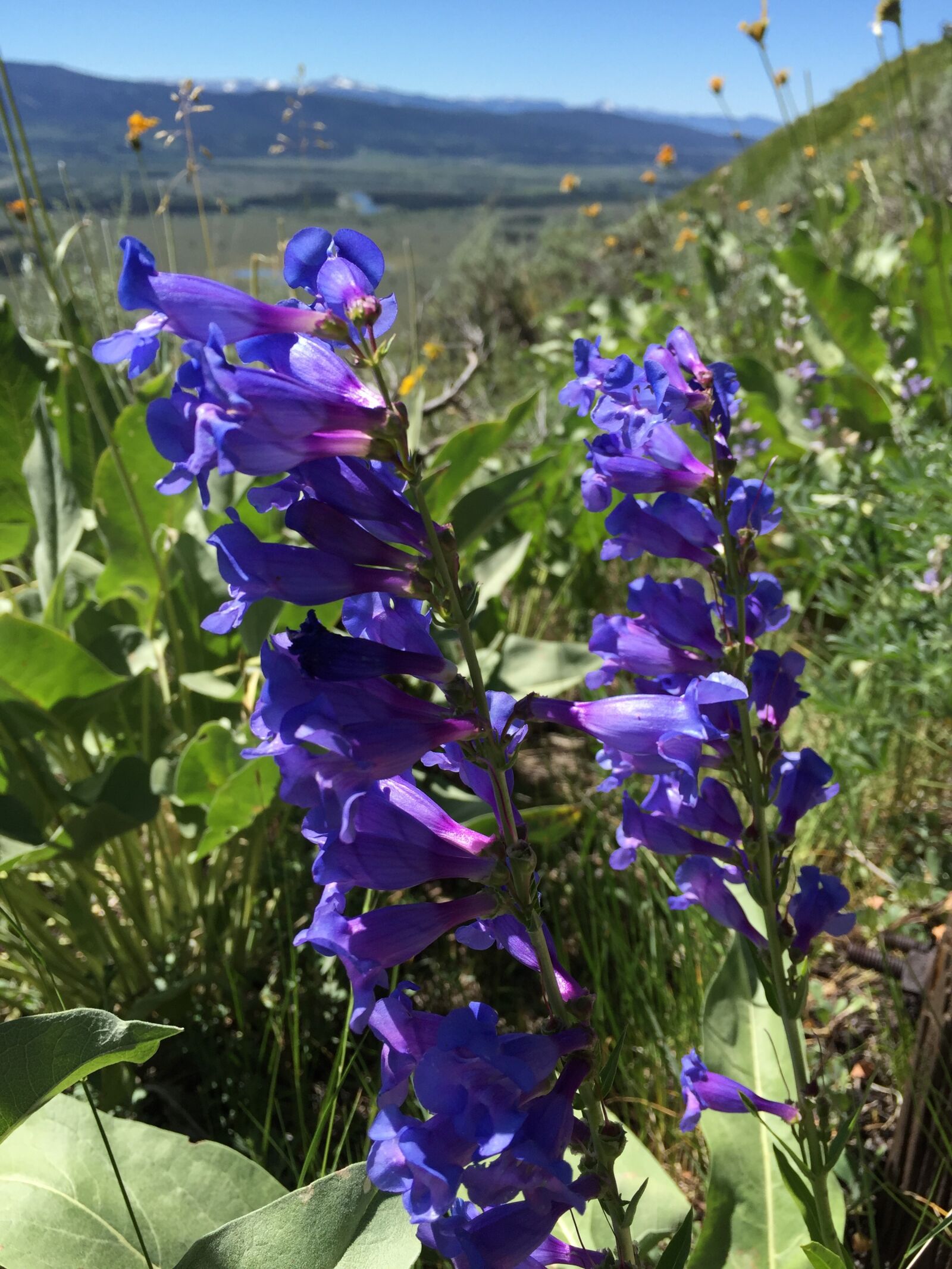 Apple iPhone 6 sample photo. Beardtongue, blue penstemon, flower photography
