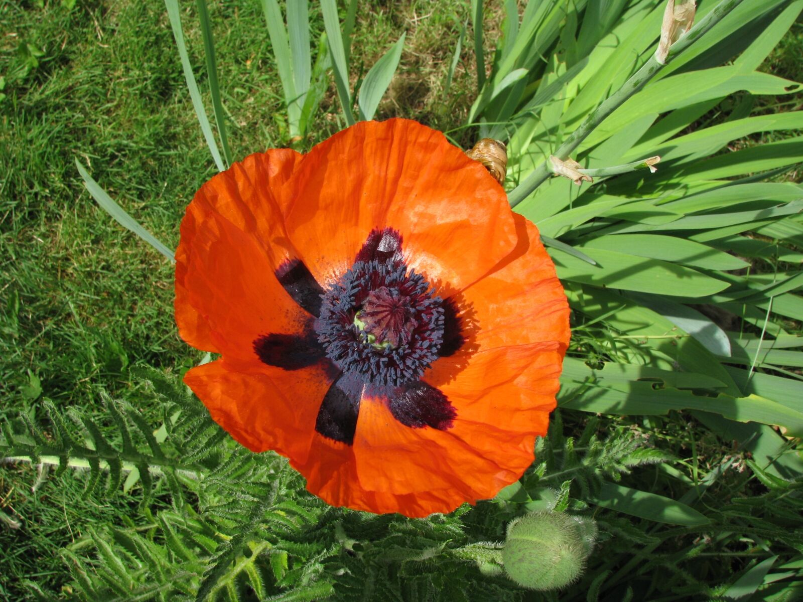 Canon POWERSHOT S5 IS sample photo. Poppy, flower, bloom photography