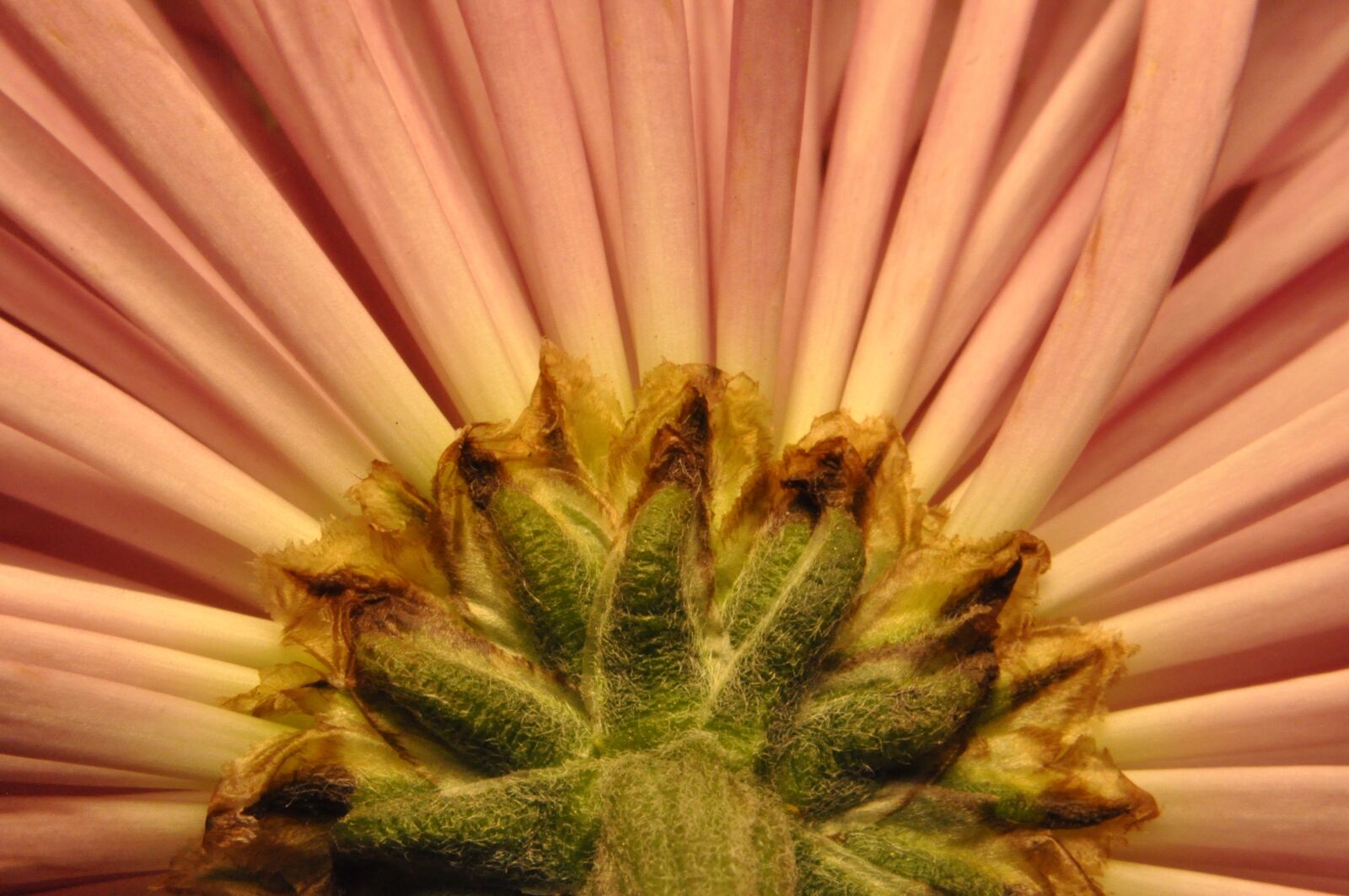 Nikon D90 sample photo. Floral, petals, flowing photography