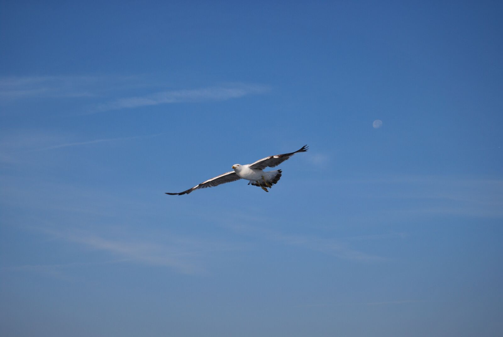 Nikon D60 sample photo. Flight, aves, sky photography