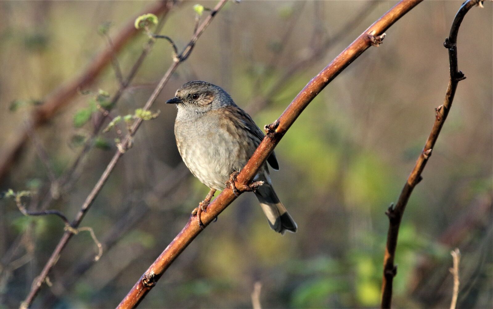 150-600mm F5-6.3 DG OS HSM | Contemporary 015 sample photo. Bird, dunnock, songbird photography