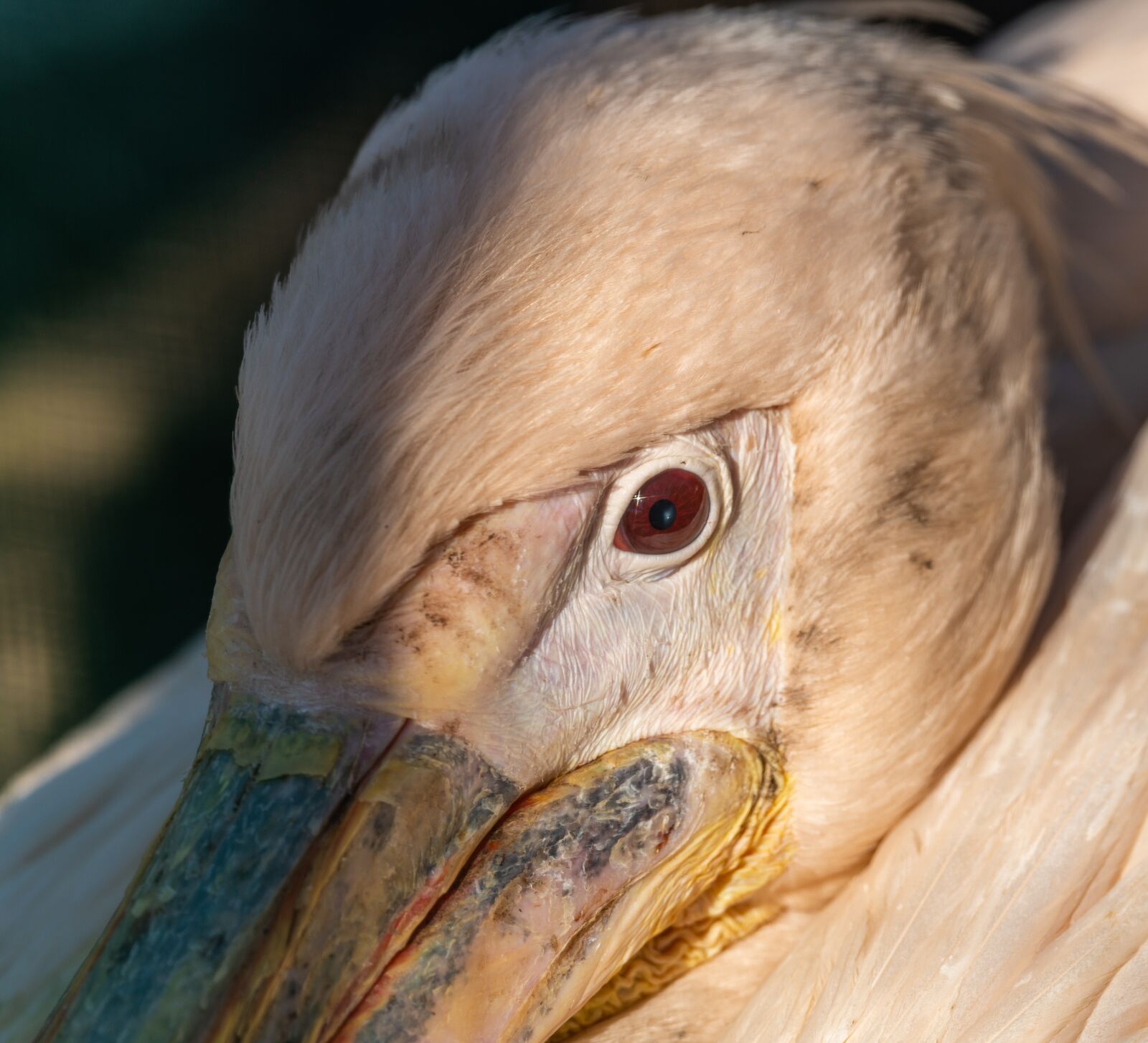 Nikon D850 sample photo. Pelican, portrait, detail photography