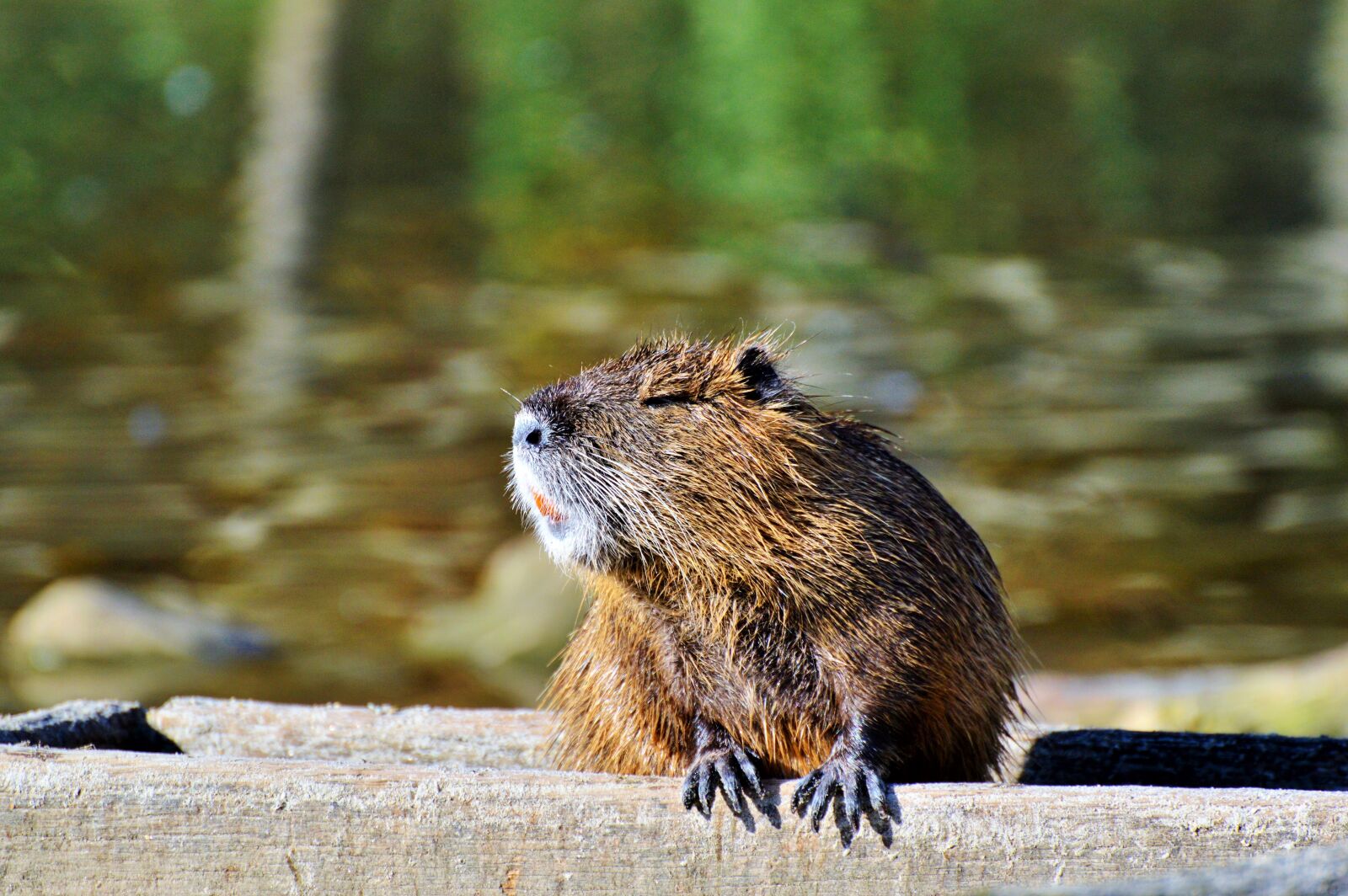 Nikon D3200 sample photo. Nutria, rodent, water rat photography