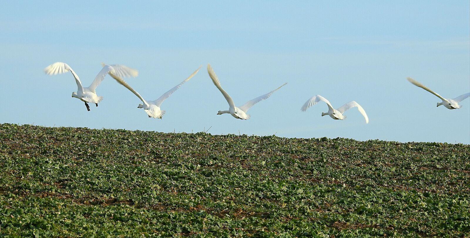 Nikon Coolpix P900 sample photo. Birds, nature, sky photography