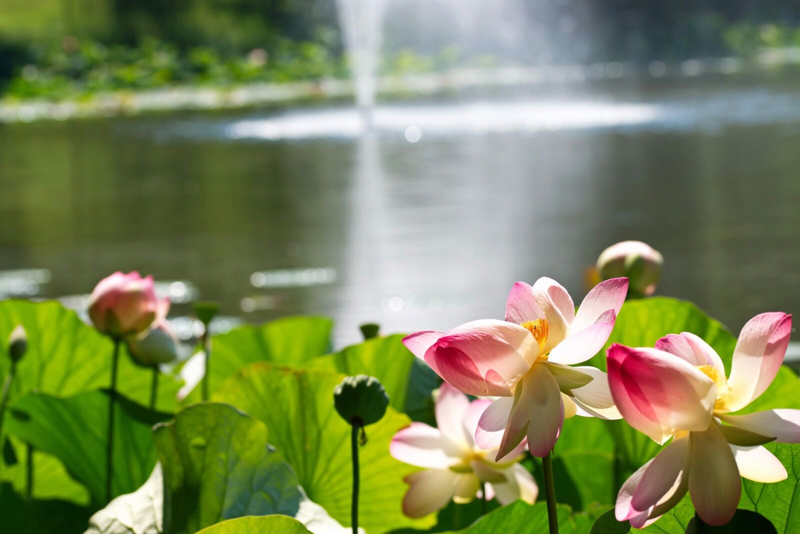 Nikon D5300 sample photo. Flowers, lotus, plants photography