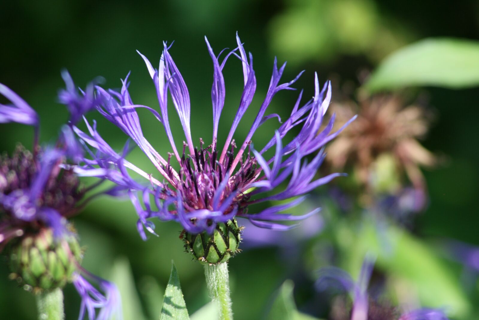 Canon EOS 400D (EOS Digital Rebel XTi / EOS Kiss Digital X) sample photo. Cornflower, flower, purple photography