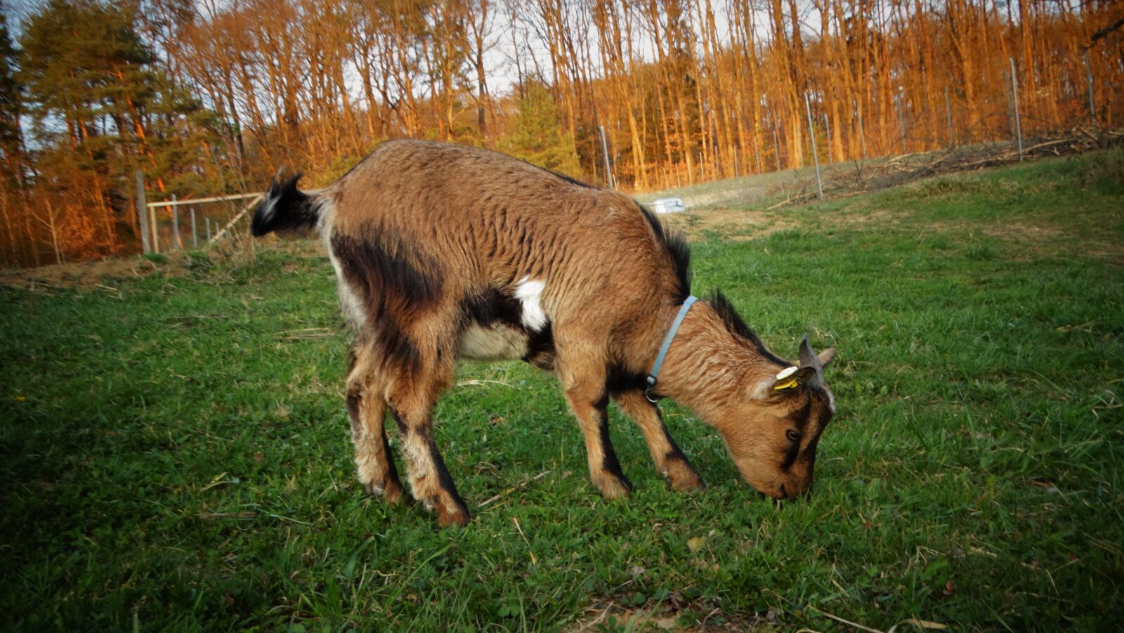 Sony Cyber-shot DSC-HX300 sample photo. Goat, dwarf goat, animal photography