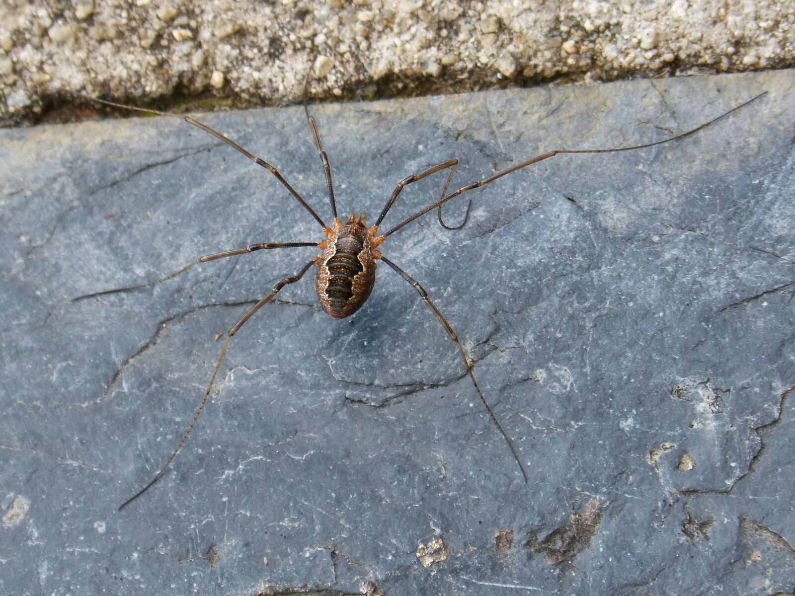 Panasonic DMC-FZ62 sample photo. Spider, spider zancuda, insect photography