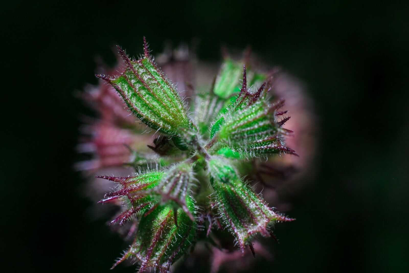 Canon EOS 60D + Canon EF 50mm F1.8 II sample photo. Macro, black, plant photography