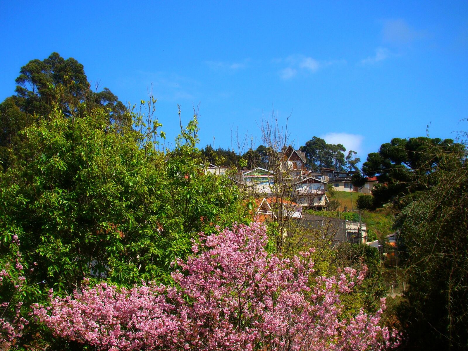 Sony Cyber-shot DSC-H50 sample photo. Nature, trees, pink flowers photography