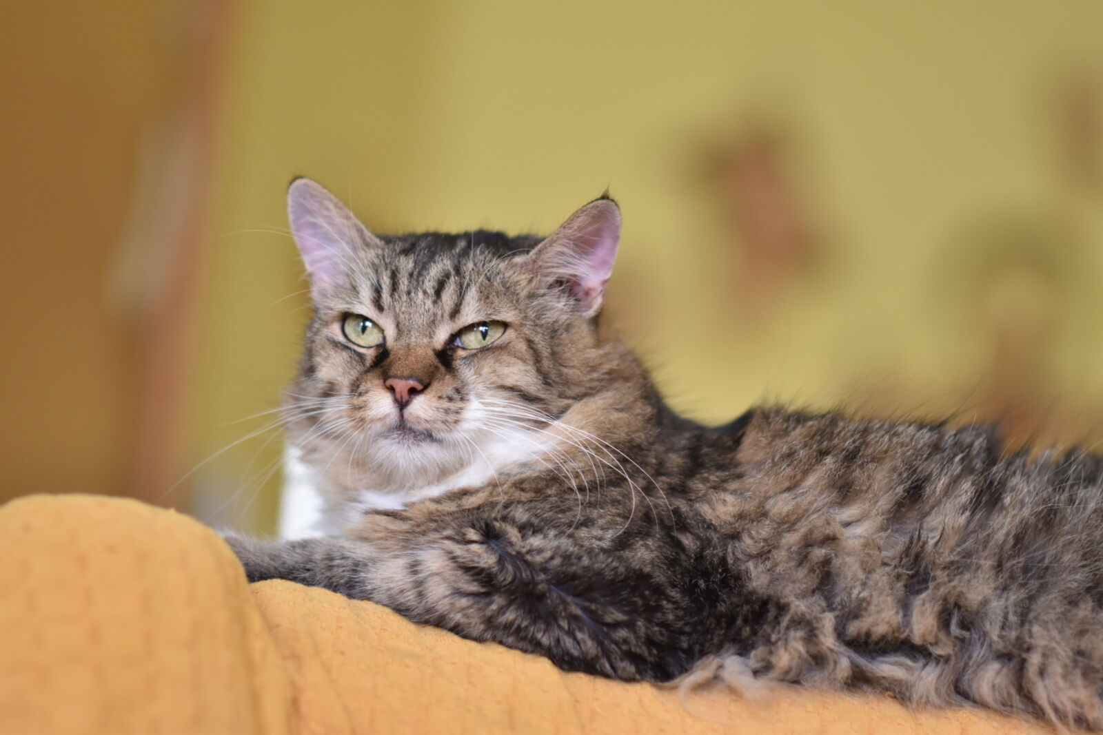 Nikon D5600 sample photo