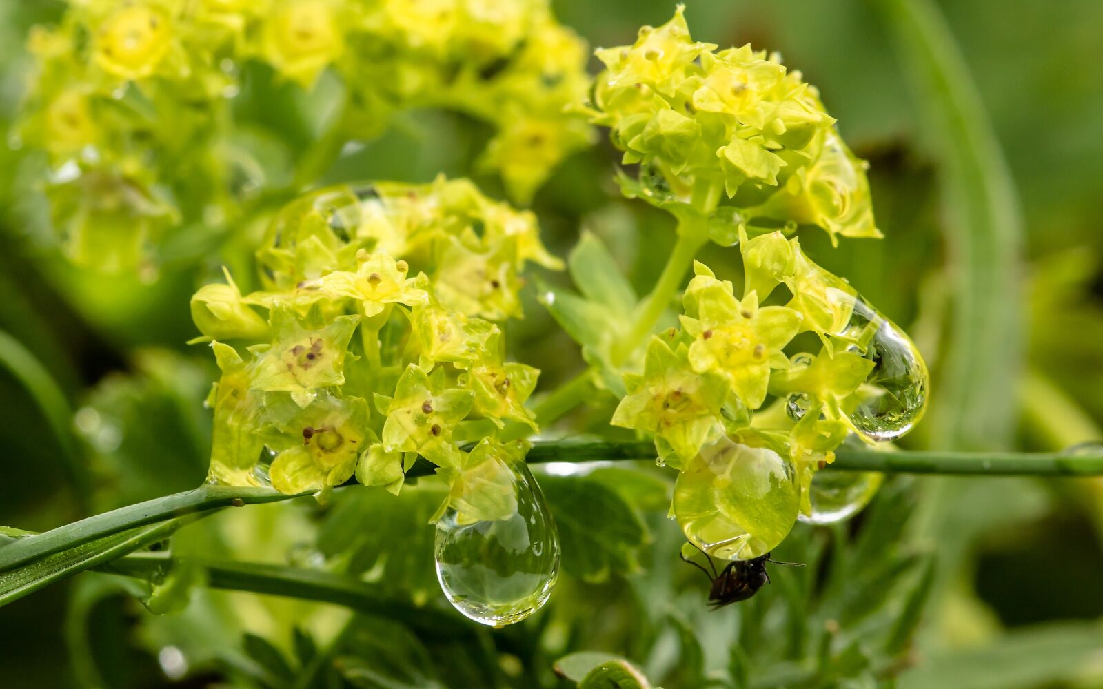 Canon EOS 750D (EOS Rebel T6i / EOS Kiss X8i) sample photo. Raindrop, dewdrop, small flowers photography