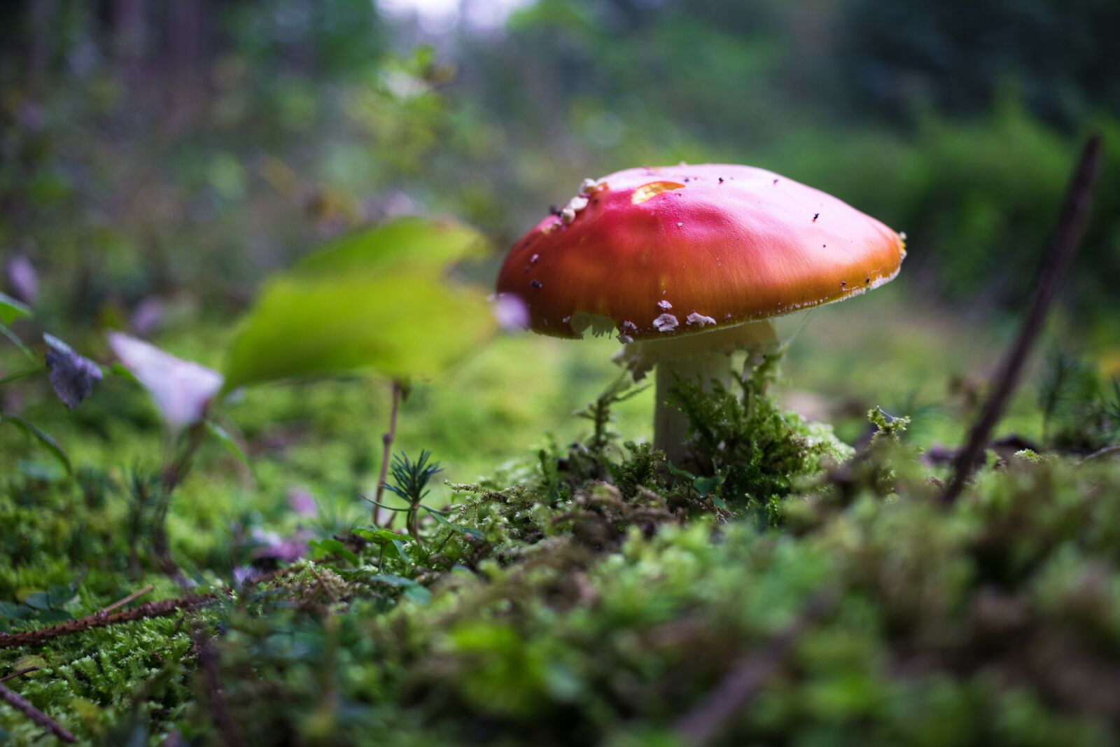 Canon EOS 80D sample photo. Forest, fly agaric, red photography
