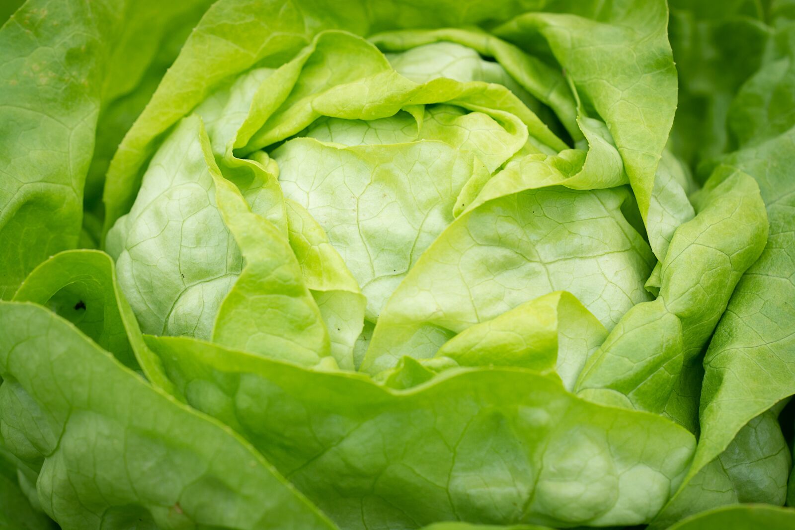 Nikon D7100 sample photo. Salad, green, green salad photography