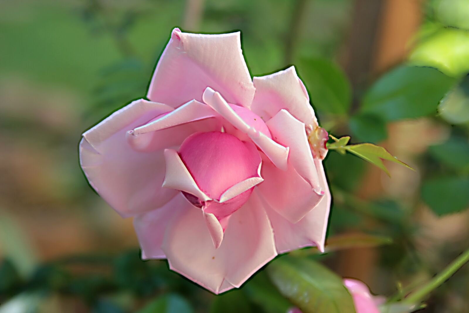 Canon EOS 550D (EOS Rebel T2i / EOS Kiss X4) sample photo. Rose, pink roses, roses photography