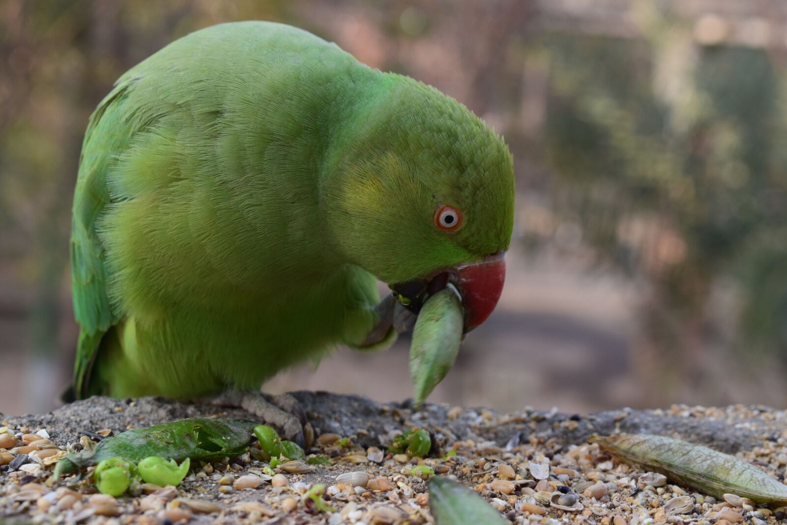 Nikon D5300 sample photo. Birds, parrot, zoo photography