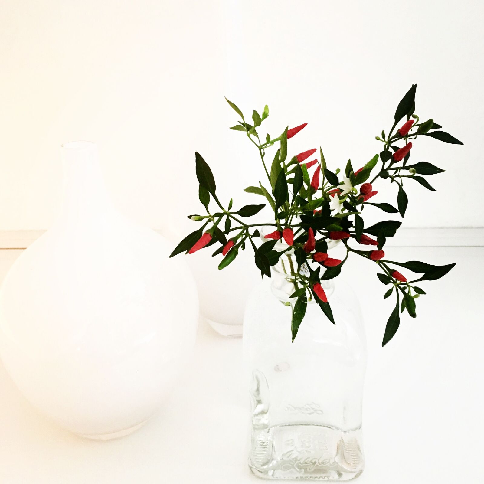 Apple iPhone 6s Plus sample photo. Plant, white, hell photography