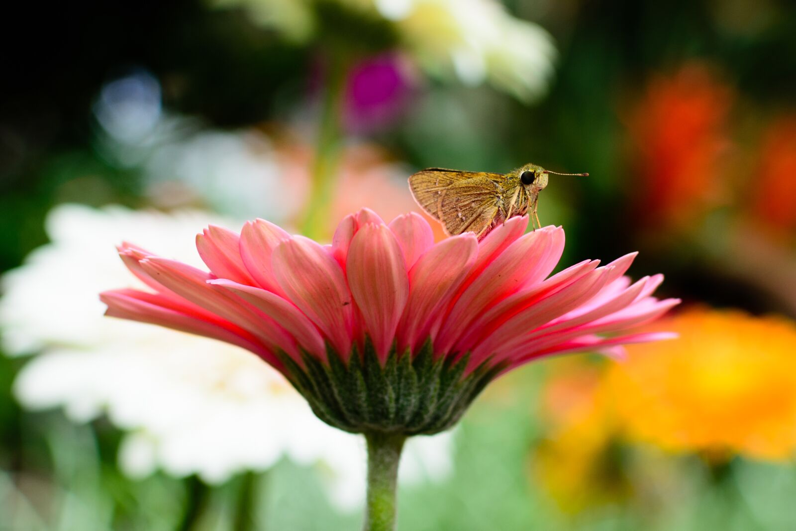 Nikon D7100 sample photo. Flower, blossom, red photography