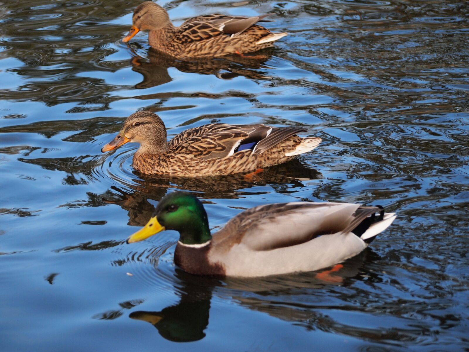 Olympus PEN E-PL1 sample photo. Ducks, nature, wild birds photography