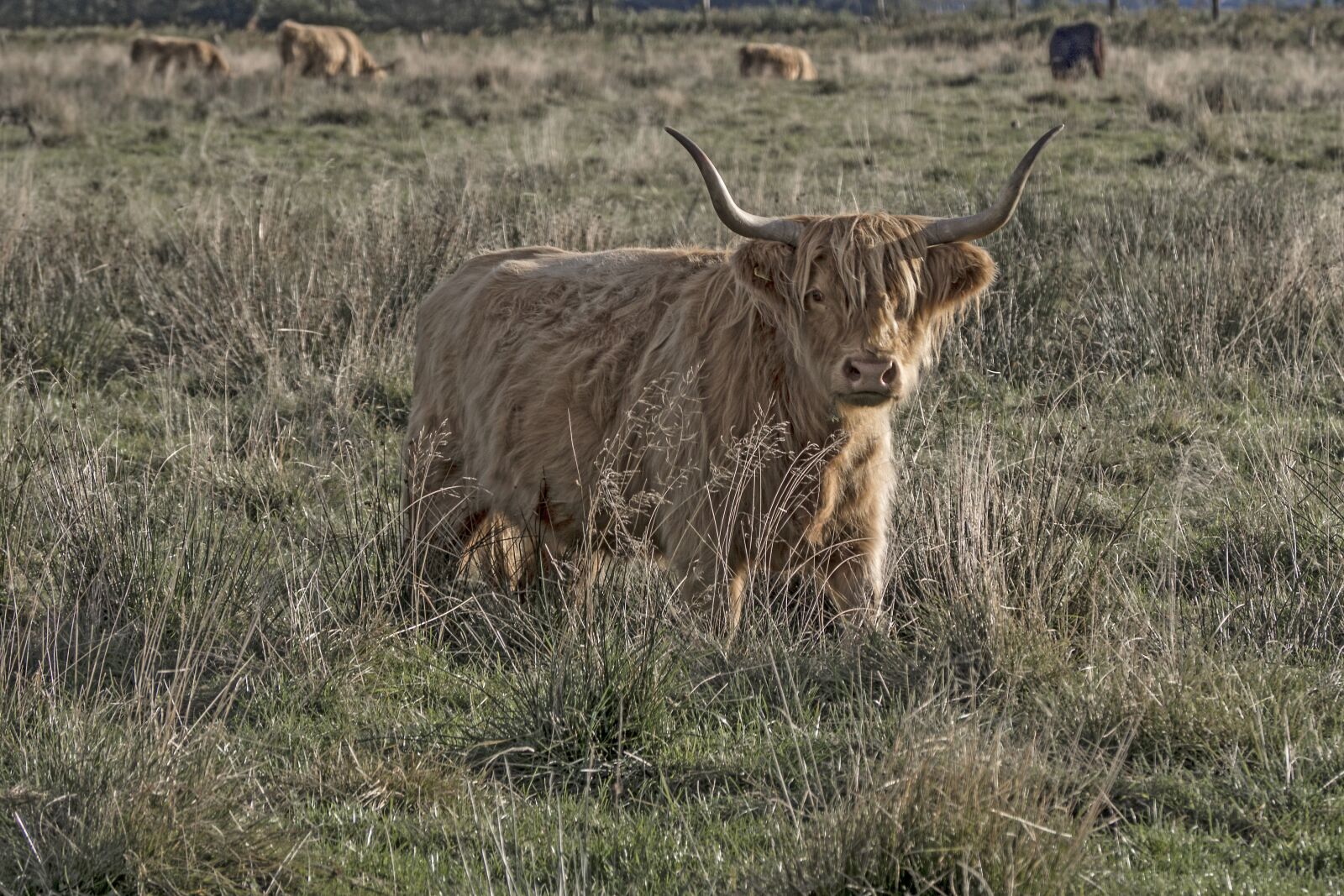 Olympus OM-D E-M10 sample photo. Galloway, beef, livestock photography