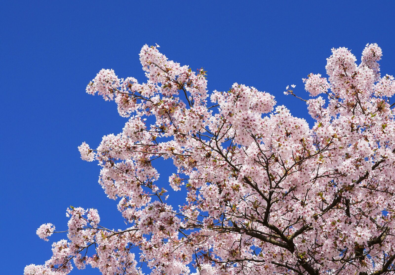 Panasonic Lumix DMC-GH3 sample photo. Cherry blossoms, japanese cherry photography