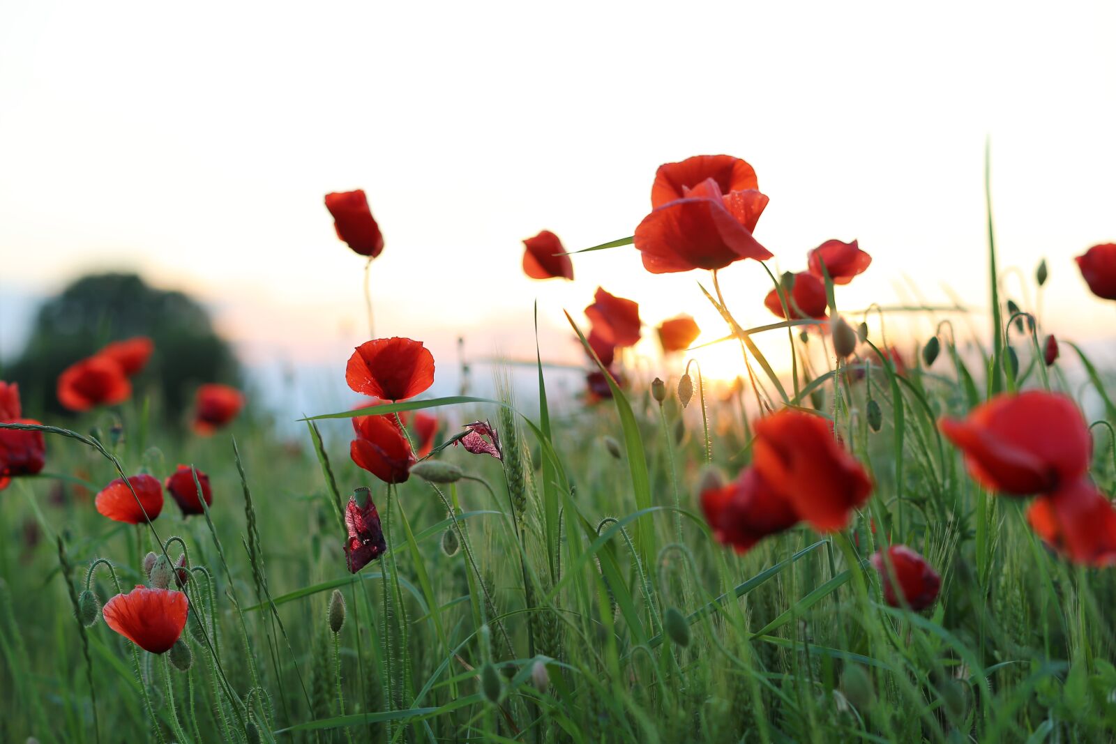 Canon EF 70-300 F4-5.6 IS II USM sample photo. Red poppy, evening, sunset photography