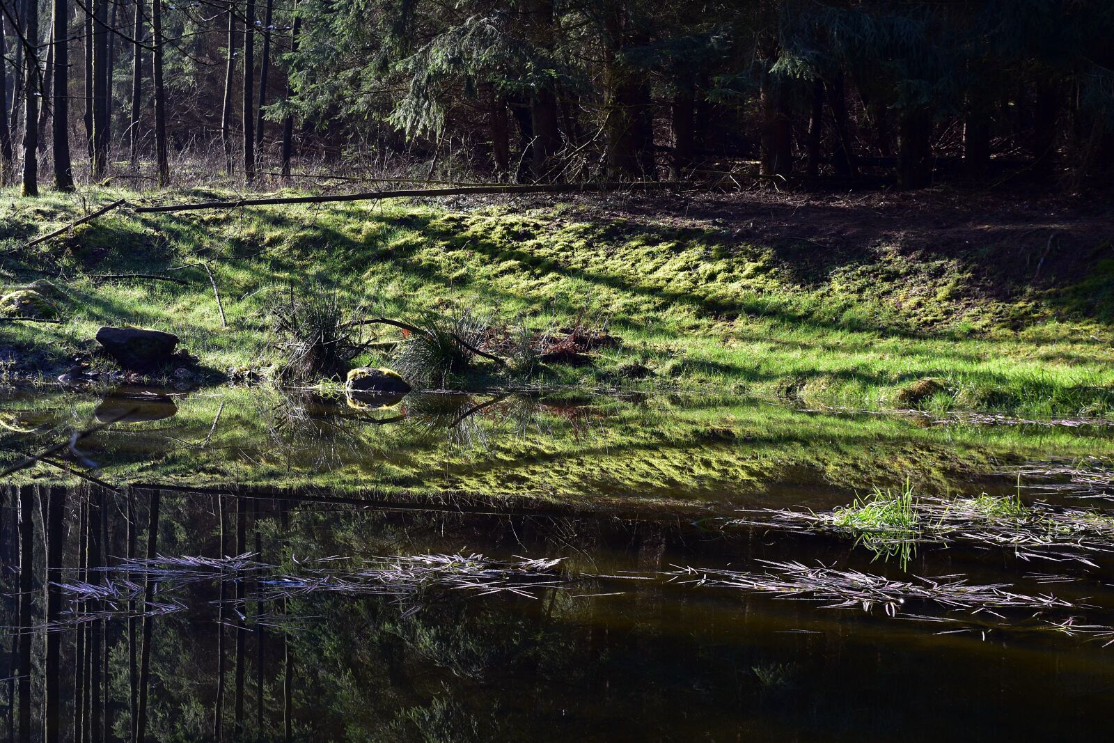 Nikon D3400 sample photo. Nature, forest, moss photography
