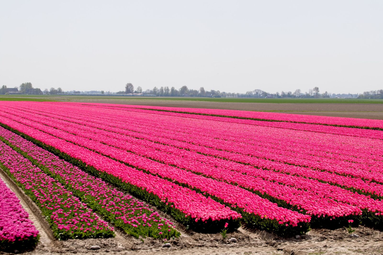 Canon EOS 6D Mark II sample photo. Bulbs, bulb fields, tulips photography