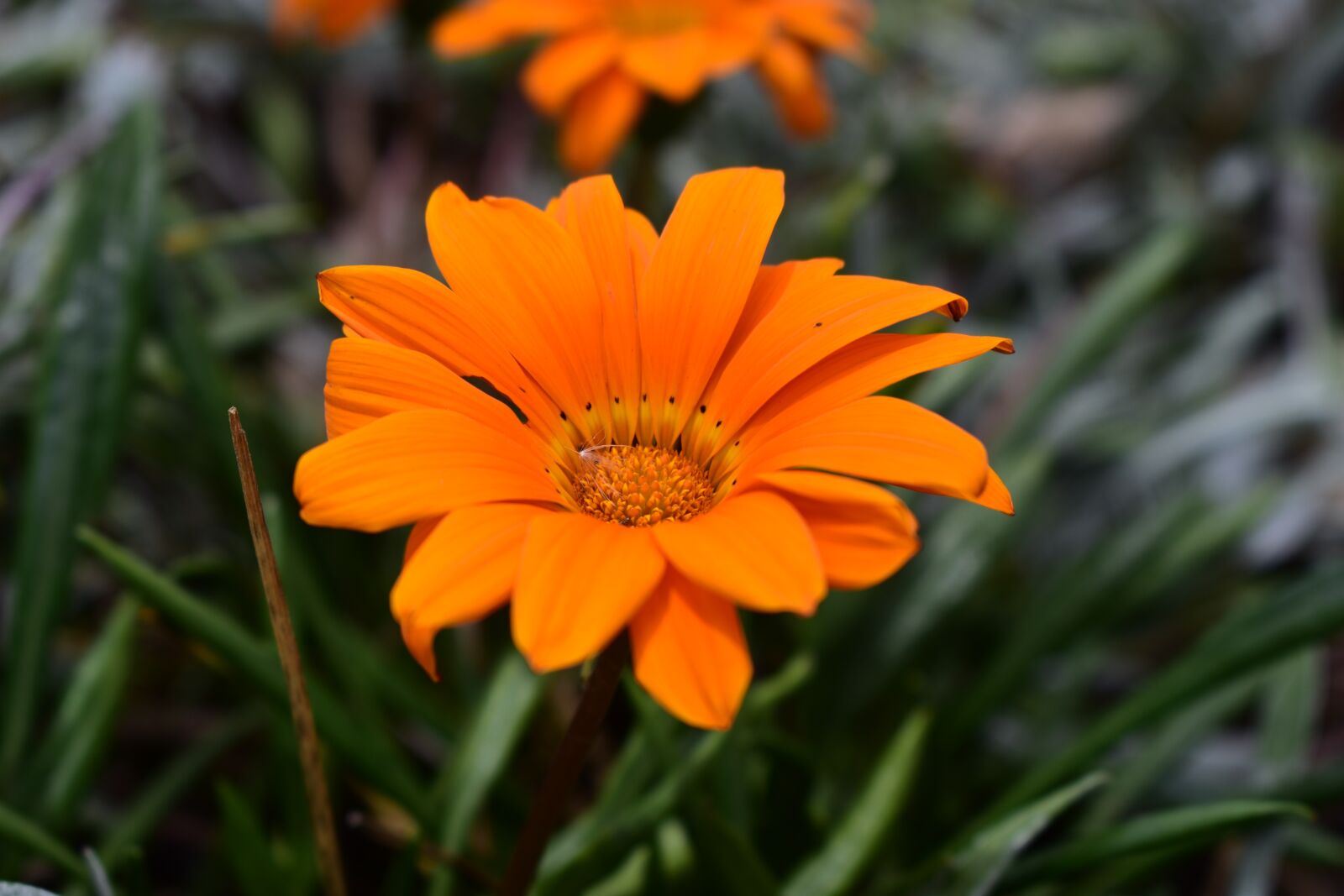 Nikon D3400 sample photo. Nature, plant, flower photography