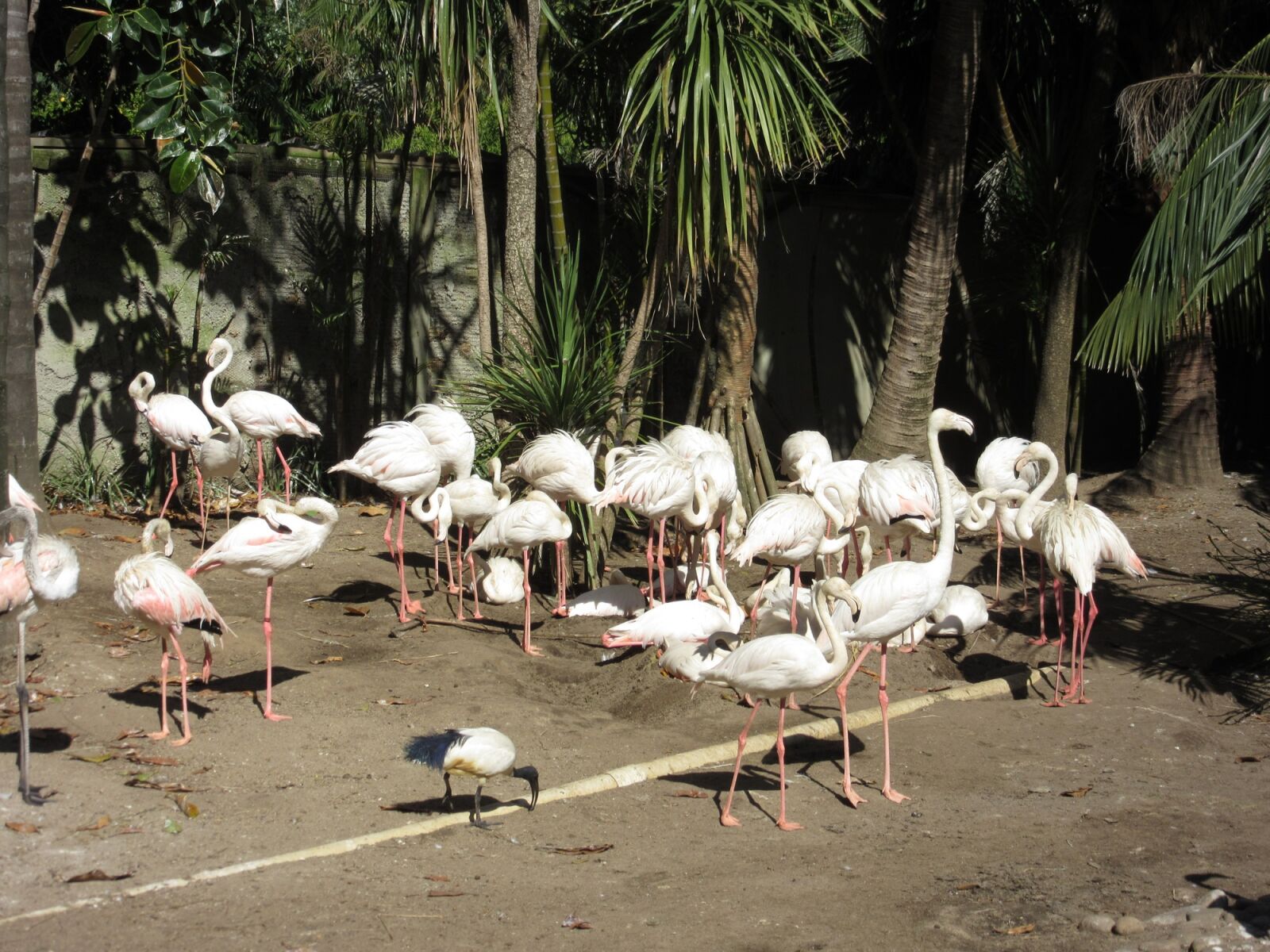 Canon PowerShot SX600 HS sample photo. Flamingo's, birds, white photography