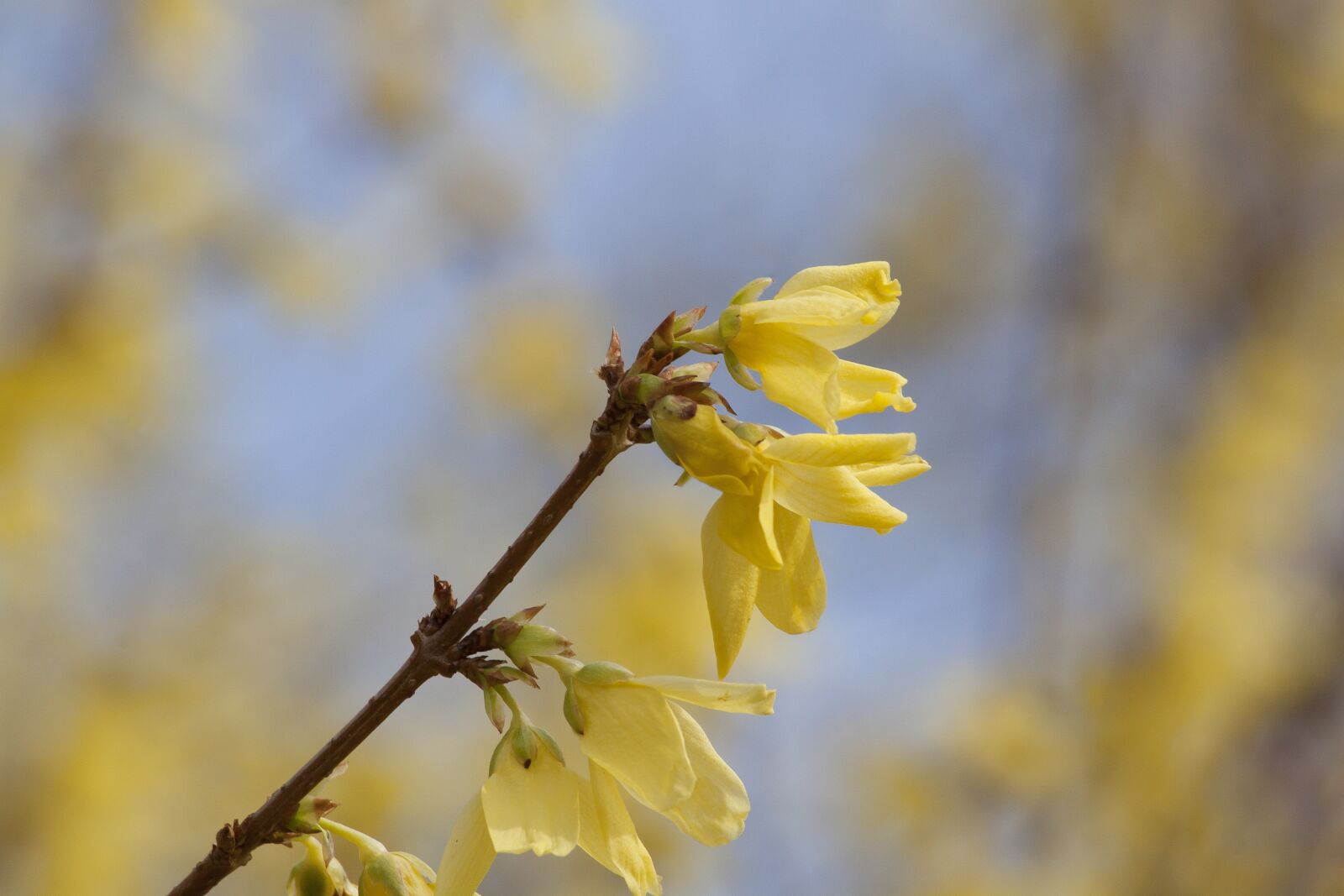 Canon EOS 50D sample photo. Forsythia, garden forsythia, gold photography