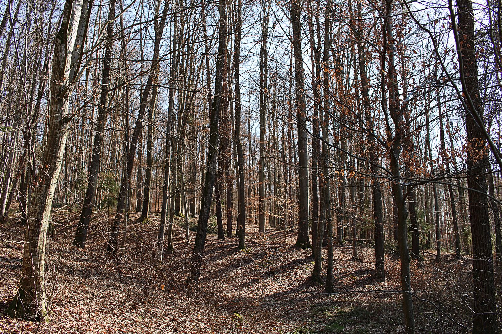 Canon EOS 100D (EOS Rebel SL1 / EOS Kiss X7) sample photo. Forest, trees, autumn forest photography