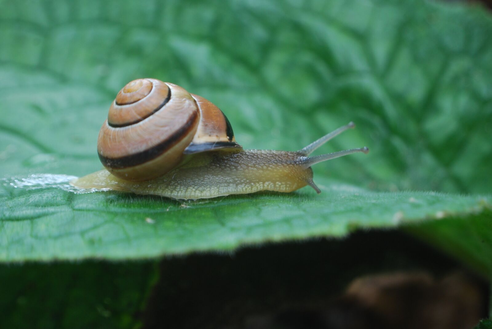 Nikon D40X sample photo. Snail, shell, spiral photography
