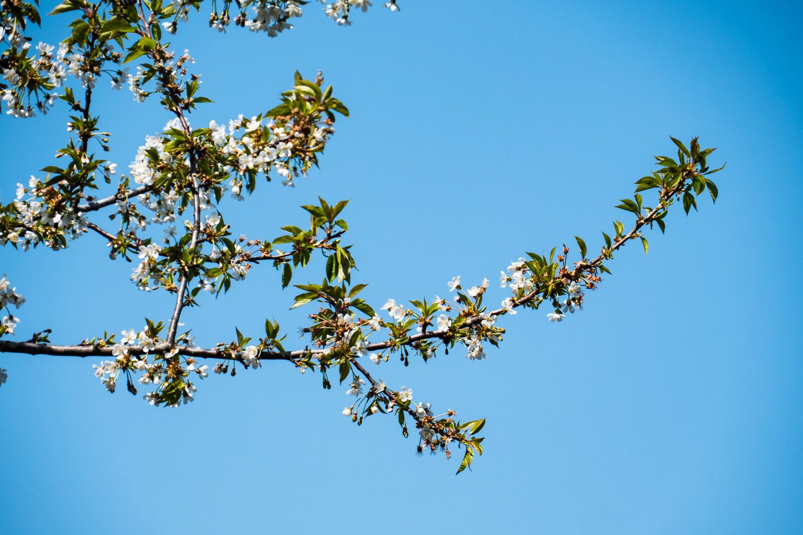 Panasonic Lumix DC-G9 sample photo. Cherry, tree, branch photography