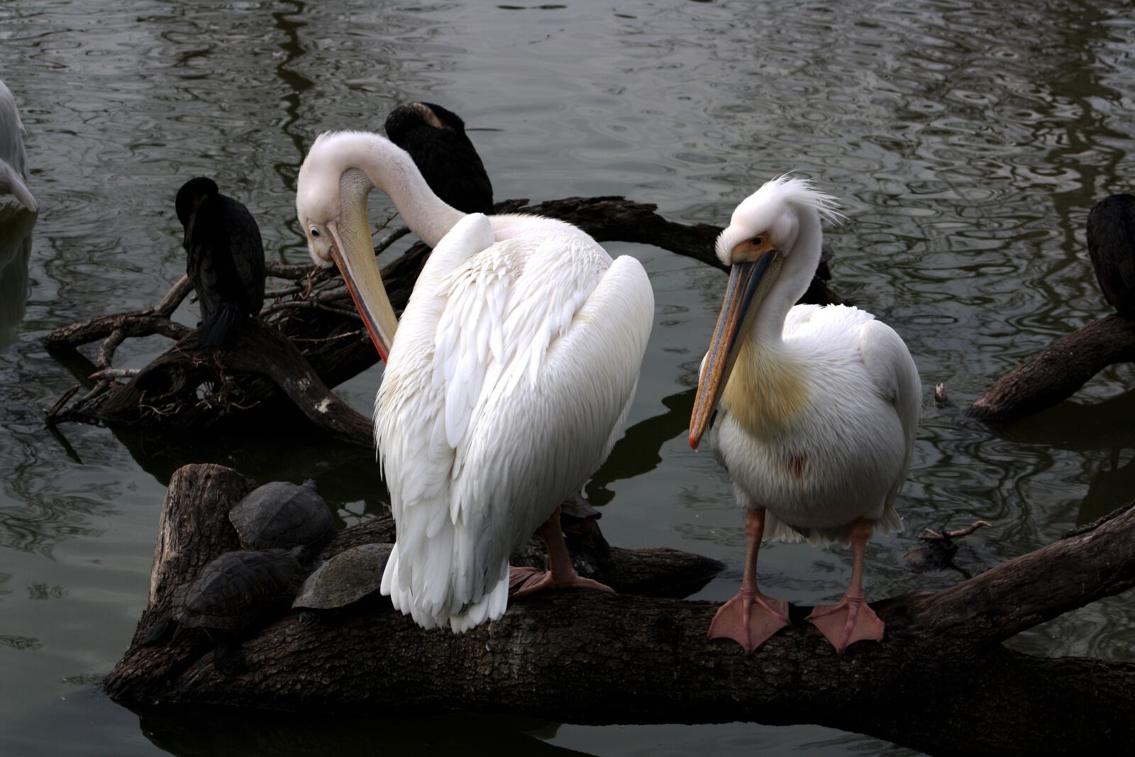 Canon EOS 1000D (EOS Digital Rebel XS / EOS Kiss F) sample photo. Pelican, white, water photography