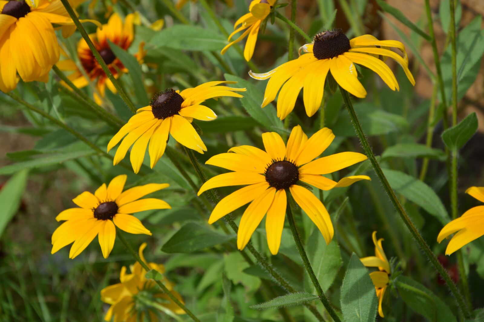 Nikon D5200 sample photo. Yellow flowers, large daisies photography