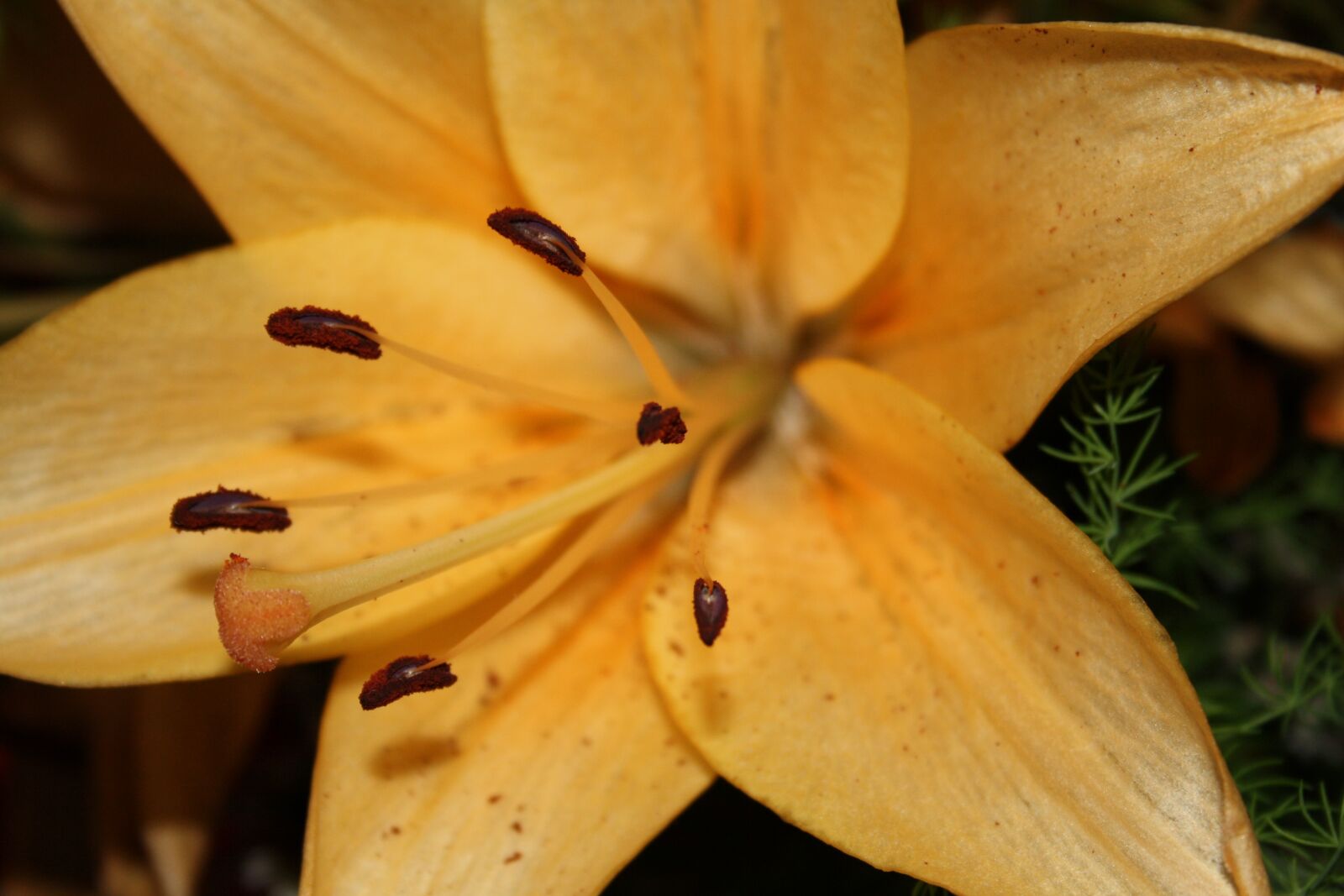 Canon EOS 1000D (EOS Digital Rebel XS / EOS Kiss F) sample photo. Flower, lily, nature photography