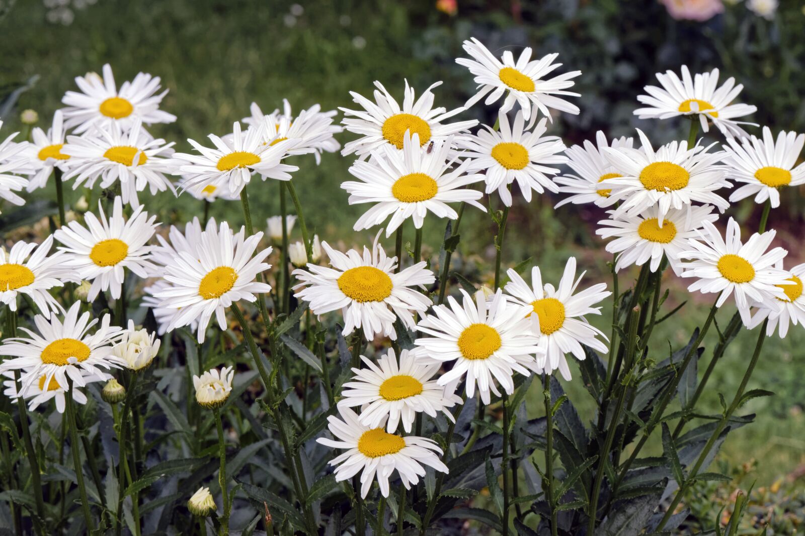 Nikon D5300 sample photo. Daisies, flowers, garden photography