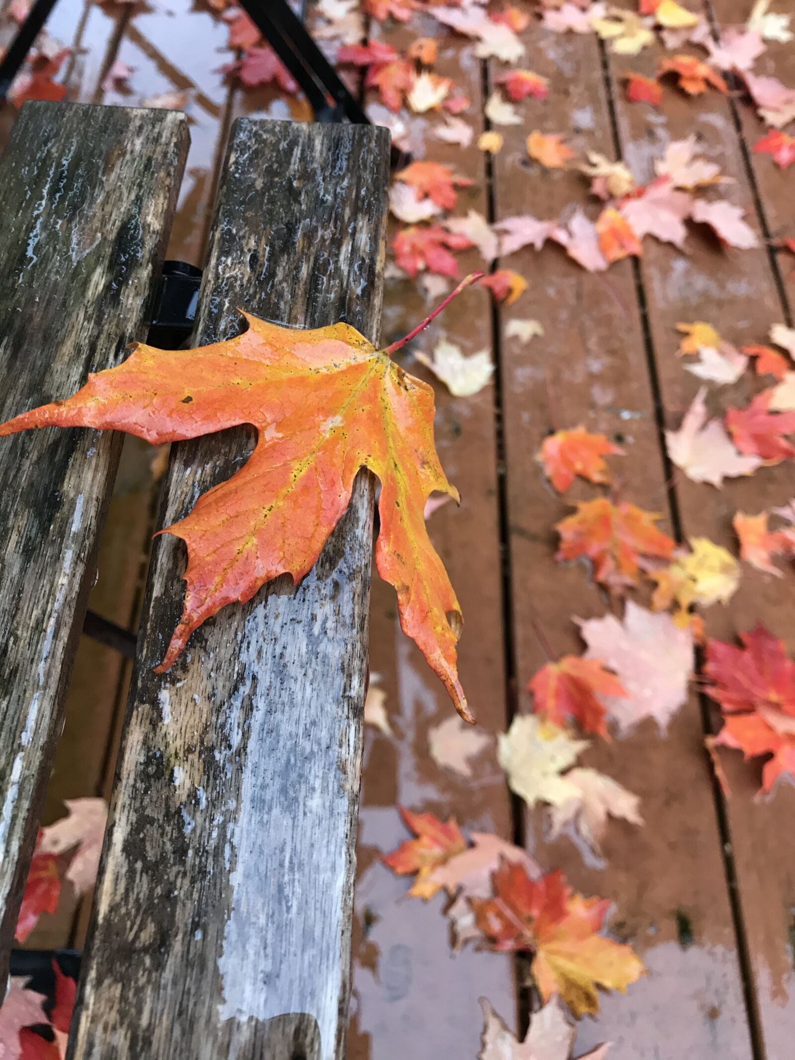 iPhone 7 Plus back dual camera 3.99mm f/1.8 sample photo. Leaves, fall, nature photography