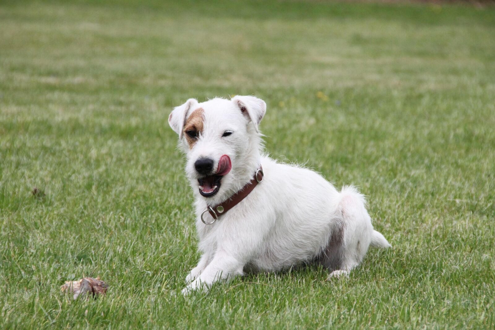Canon EOS 500D (EOS Rebel T1i / EOS Kiss X3) sample photo. Parson russell terrier, dog photography