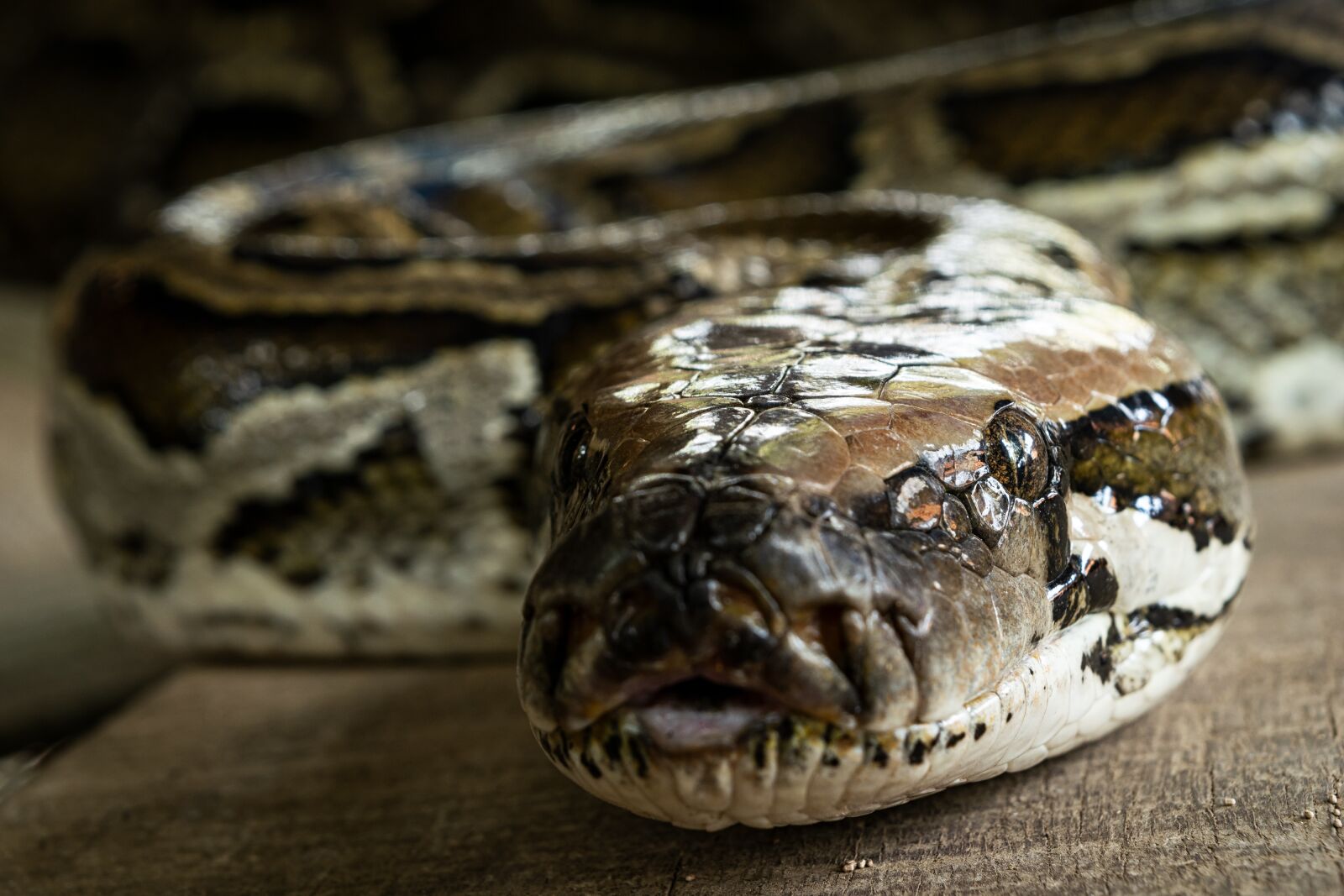 Nikon D3300 sample photo. Snake, amazing, animal photography
