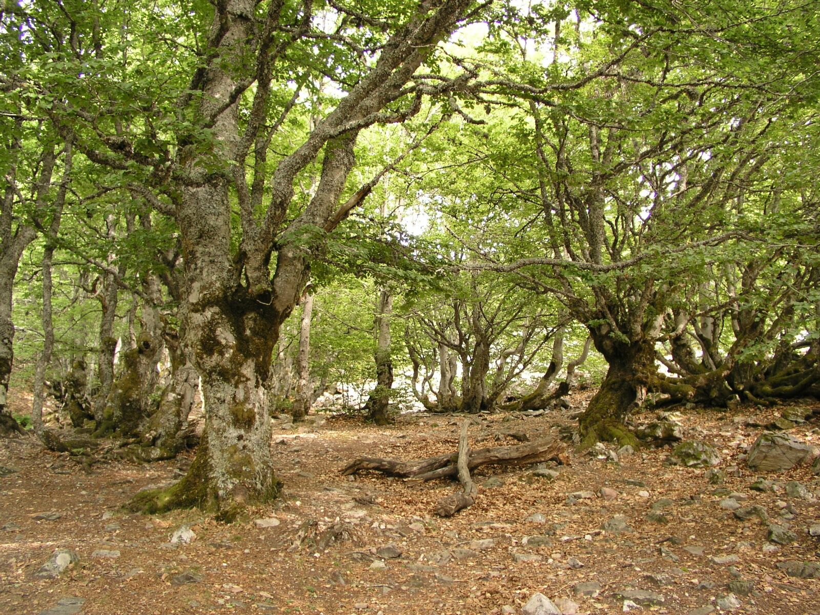 Olympus C5050Z sample photo. Lugo, trees, sad photography